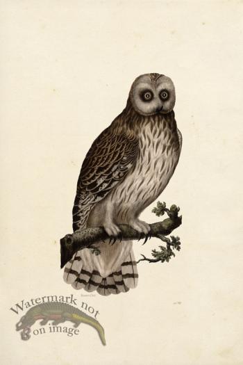 KO 01 Brown Owl